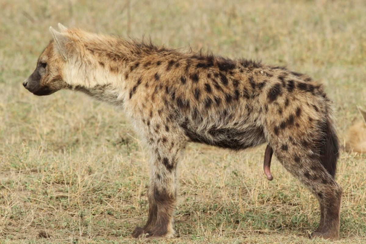 Here's the answer - Fuck if I know! Whichever's bigger, but that's hard to tell at this angle. It might be the one lifting the leg, because males will sniff/nuzzle the female's groin to show submission, but who knows.Because all spotted hyenas have dicks. Pictured: Female.