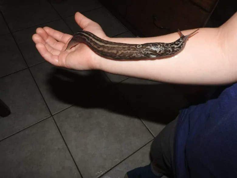 But that doesn't hold a candle to the leopard slug.That would be this good good boi here. Huge, slimy, breathe from their muffin tops, no discrete external organs, hermaphrodites.They're not shit kinda cute, if you ask me.