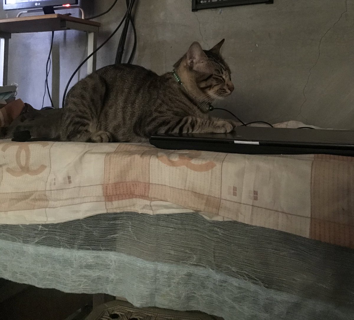 14. Kanina lang. Pagtingin ko ganyan palang sya (1st pic) tapos pagbalik ko ng kwarto 