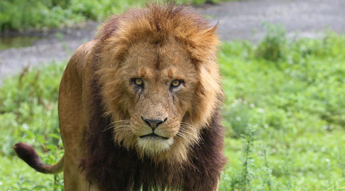 富士サファリパーク公式 迫る ライオン 強い目力で じわじわと 今朝のサファリゾーン 久々の晴れ間 昼前には再び雨もよう 富士サファリパーク T Co Hypvfpbgnv