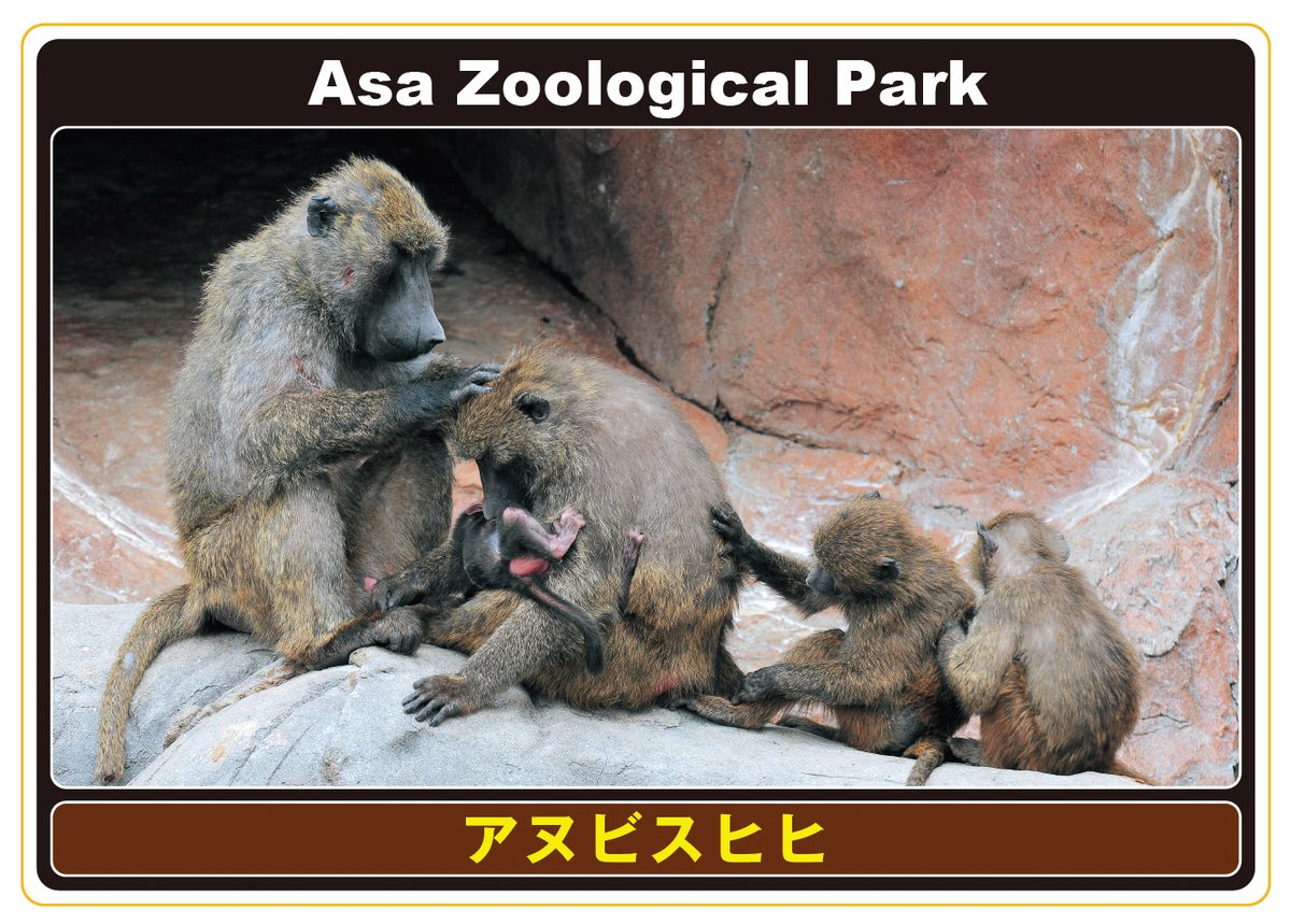 動物園では雨が降り始めたので アニマルカード を配布します 本日のカードは アヌビスヒヒ です 動物科学館1階配布コーナ 07 26 安佐北区の動植物園 水族館 広島市安佐動物公園 まいにちを豊かに りっち