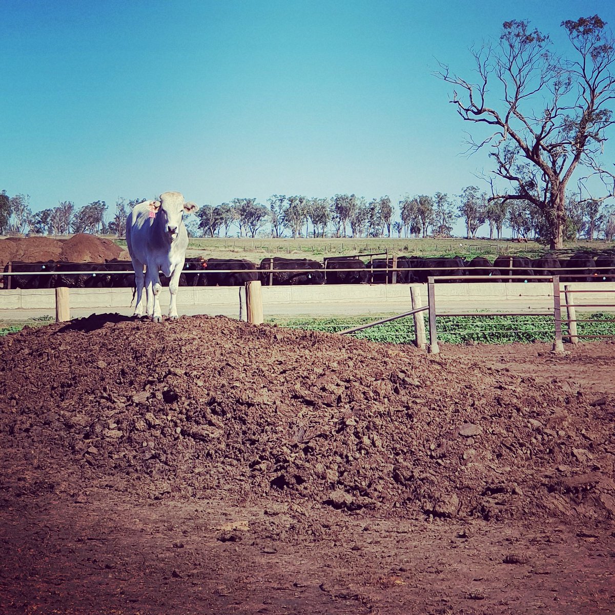 QSP73Z's tweet photo. #crossbred #Bazadais heifer at 'Wonga Plains' feedlot. She's just settling into #grainfedlife after a lifetime on #rangeland #pasture in the #Goldfields region, QLD. #SouthernCrossBeef value chain in action #brandedbeef #blockchain #eatqld #eatlocal #Queensland @BeefLedger1 https://t.co/jijOY6aXvd