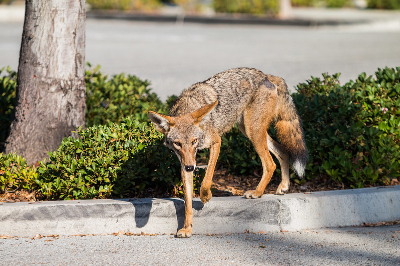 During the coronavirus pandemic, the relative cessation of human activities has allowed animals to venture into areas where they are rarely seen.

Scientists have termed this time the 'Anthropause'.