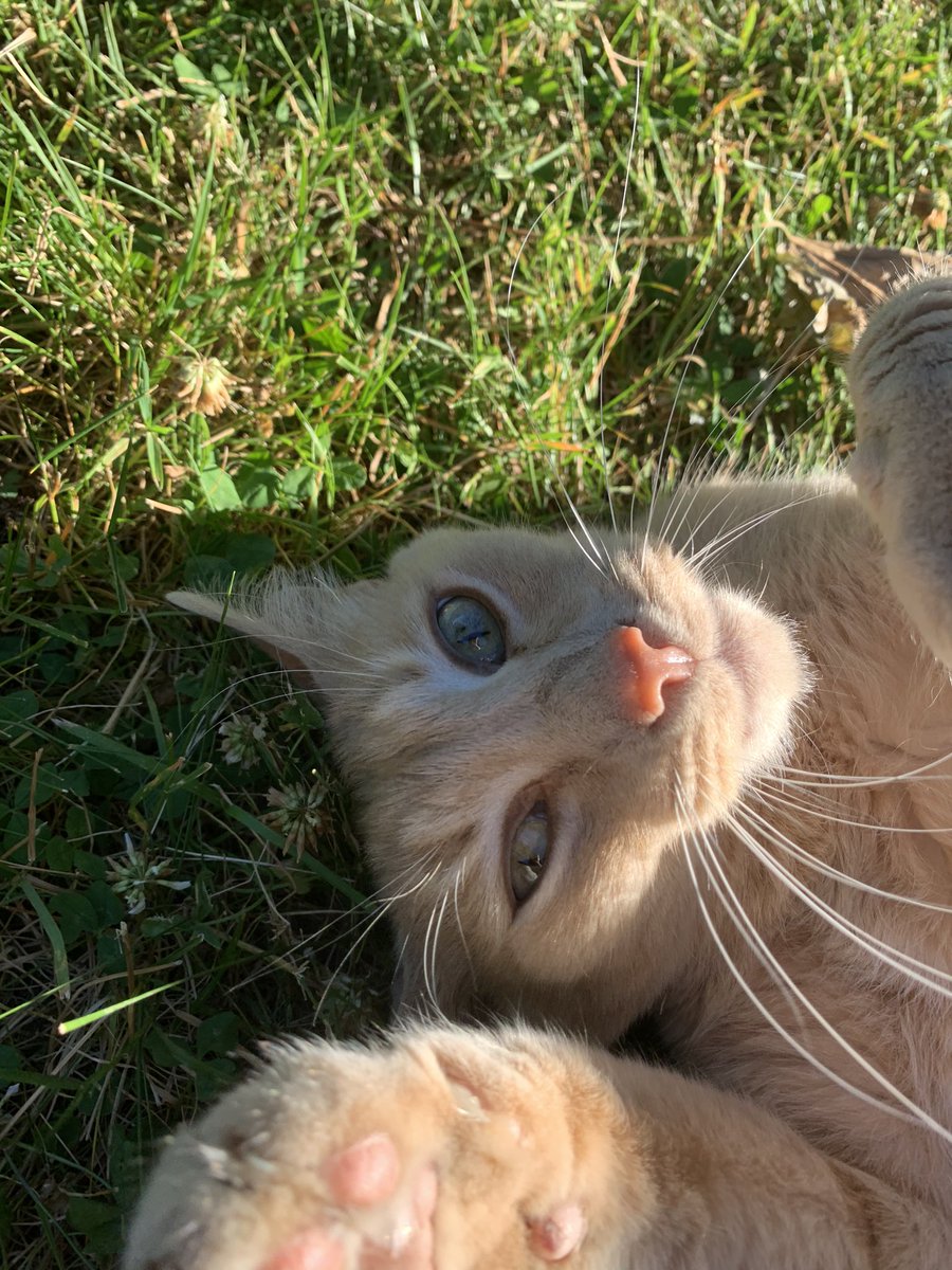 locusamoe's tweet photo. @kushkrossing she’s the neighborhood cat, she usually says hi to me after work https://t.co/gYbcmlYYMH