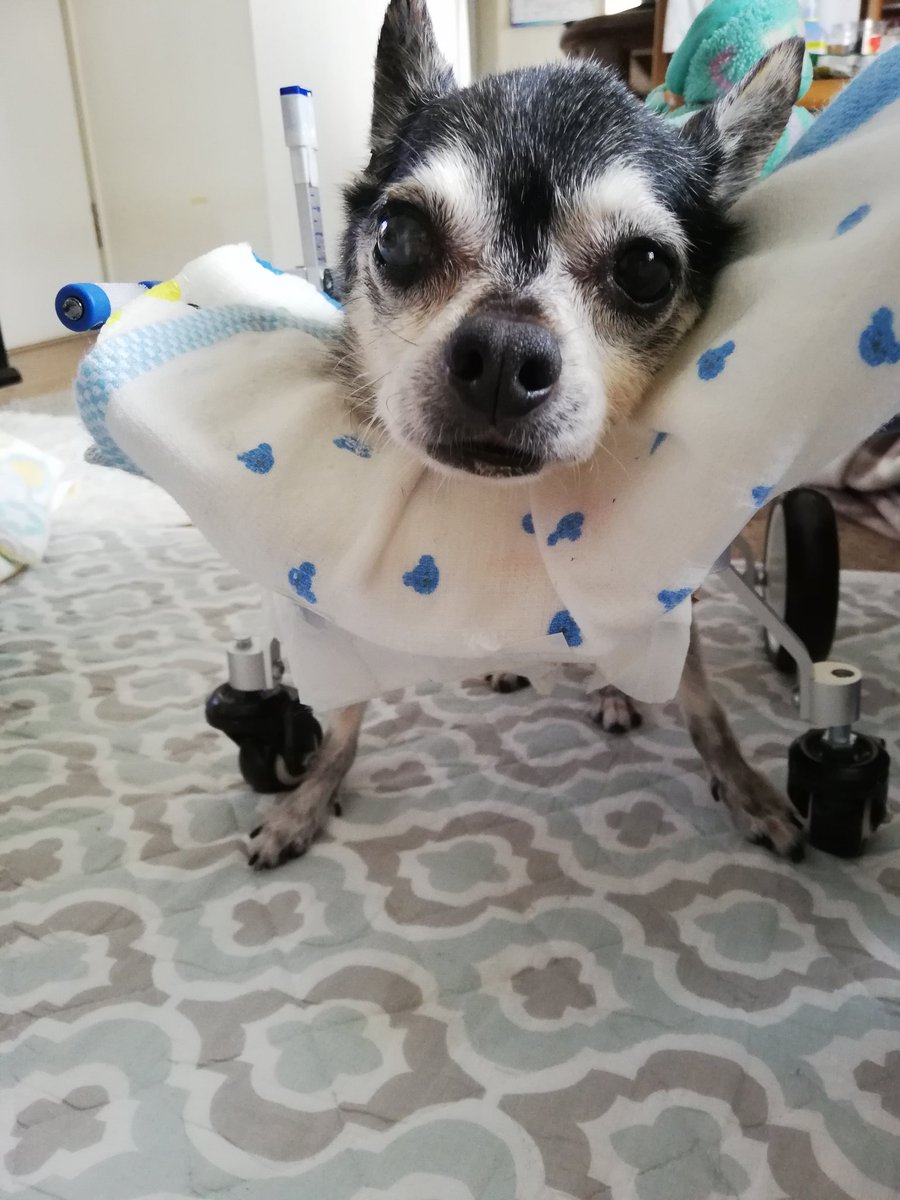 肺水腫 Twitter Search