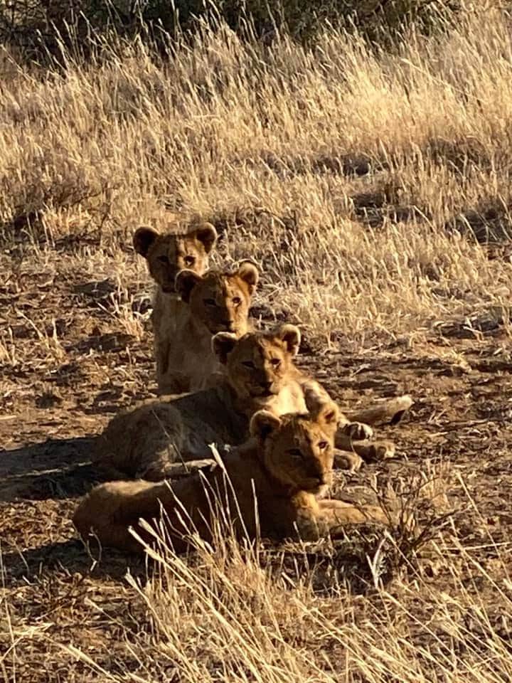 Willyetaisici's tweet photo. You can see by these pictures that even the Wildlife animals in the bush can not take this Lockdown anymore #opentourism #savetourism #savejobs @ms_tourist @TshepangLobete @African_Odyzzee @MashuduRamudzu2 #SouthAfrica #TravelWithWilly #travelpreneur #Travel #travelblogger https://t.co/CBa8TI6mfq
