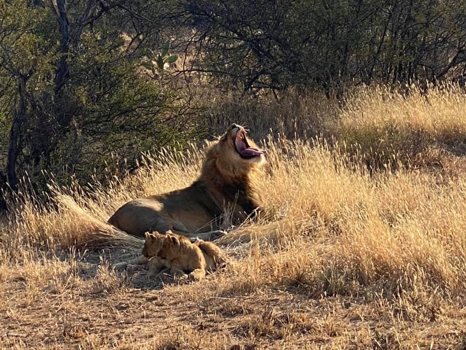 Willyetaisici's tweet photo. You can see by these pictures that even the Wildlife animals in the bush can not take this Lockdown anymore #opentourism #savetourism #savejobs @ms_tourist @TshepangLobete @African_Odyzzee @MashuduRamudzu2 #SouthAfrica #TravelWithWilly #travelpreneur #Travel #travelblogger https://t.co/CBa8TI6mfq