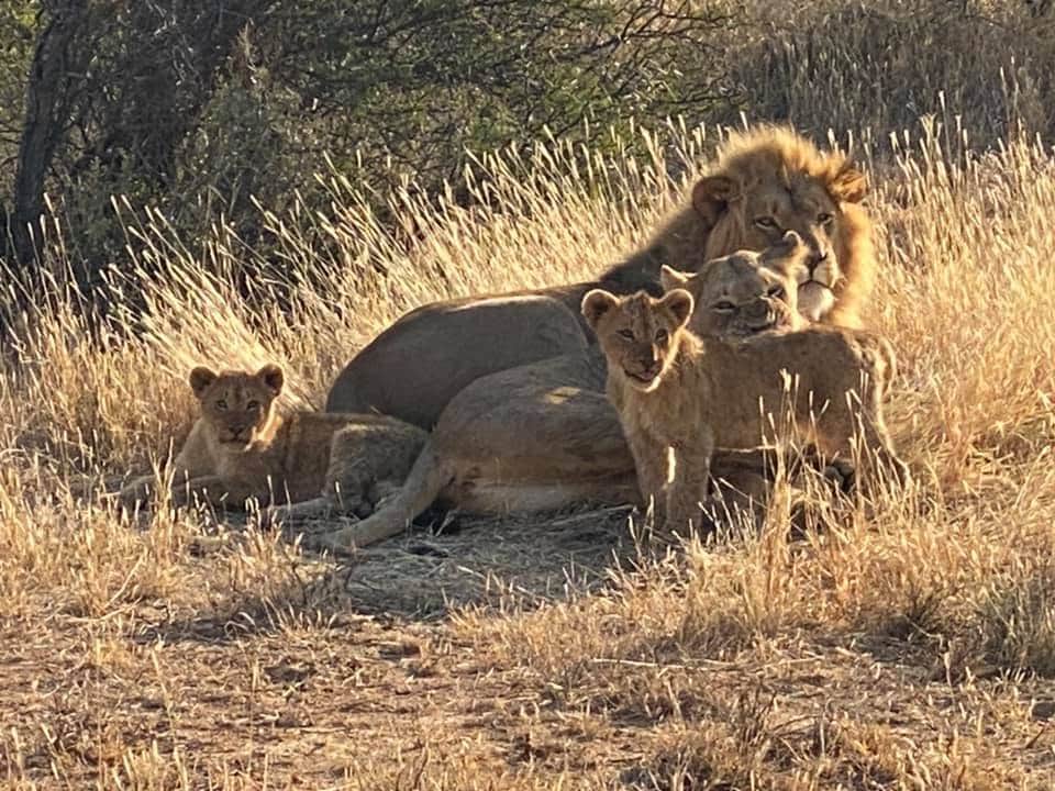 Willyetaisici's tweet photo. You can see by these pictures that even the Wildlife animals in the bush can not take this Lockdown anymore #opentourism #savetourism #savejobs @ms_tourist @TshepangLobete @African_Odyzzee @MashuduRamudzu2 #SouthAfrica #TravelWithWilly #travelpreneur #Travel #travelblogger https://t.co/CBa8TI6mfq