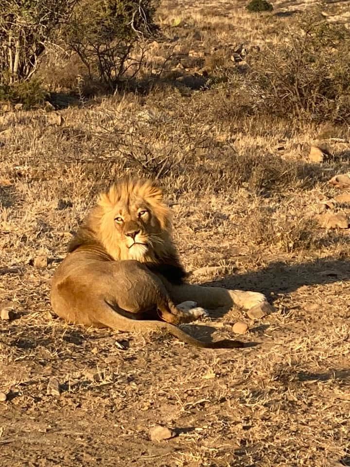 Willyetaisici's tweet photo. You can see by these pictures that even the Wildlife animals in the bush can not take this Lockdown anymore #opentourism #savetourism #savejobs @ms_tourist @TshepangLobete @African_Odyzzee @MashuduRamudzu2 #SouthAfrica #TravelWithWilly #travelpreneur #Travel #travelblogger https://t.co/CBa8TI6mfq