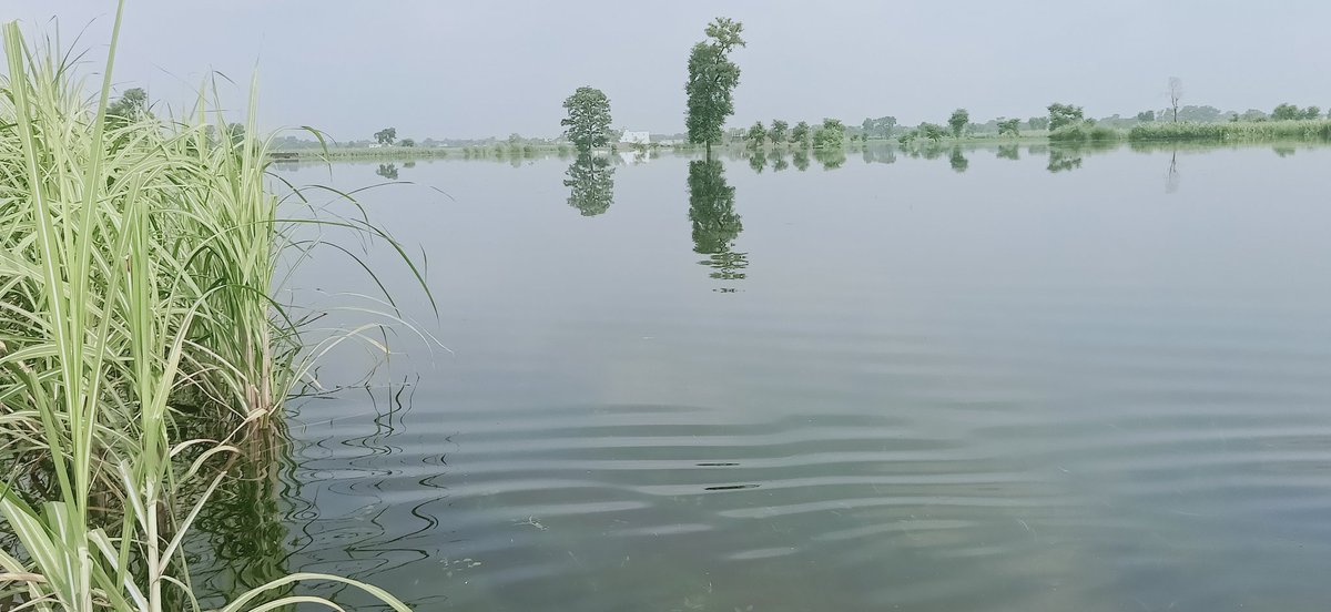sdhindal's tweet photo. जिo कुशीनगर सदर पडरौना से सटे बेलवा, अमवा में जलजमाव के कारण कई सौ एकड़ धान की फसलें दम तोड़ बर्बाद हो रही हैं जबकि यहां सटे गंo नहर बिल्कुल खाली है ऑप्शन रहते हुए यहां कार्यरत प्रशाo व्यवस्थायें इसकी सुधि अबतक नहीं लिए इसलिए माo मुख्यमंत्री महोo जनहित, देशहित में संज्ञान लें।🙏 https://t.co/Wh76CqvjjX