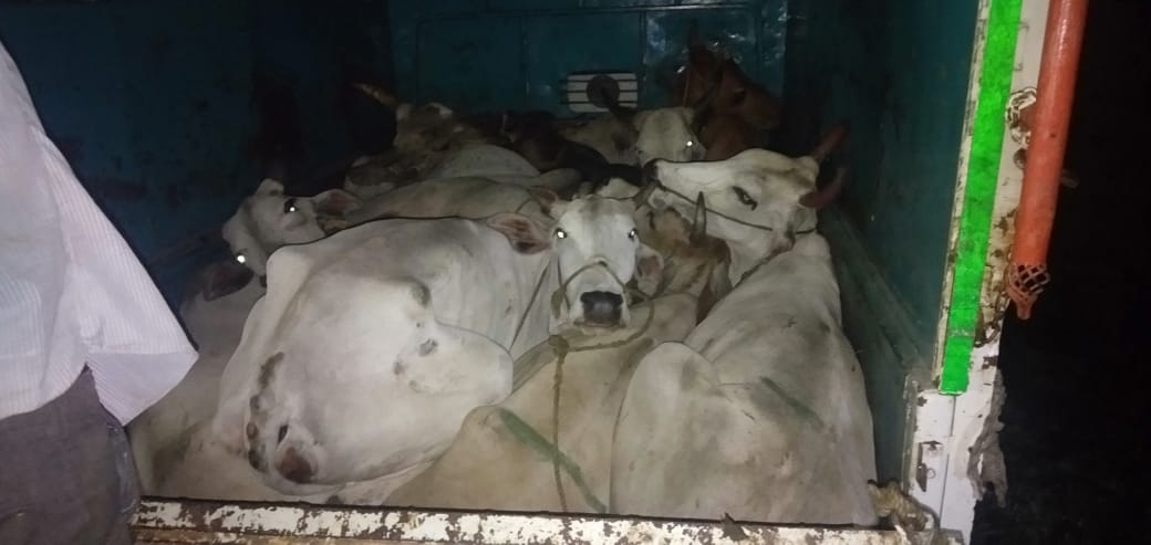 saffron_kumar's tweet photo. अकोला ब्रेकिंग 
दि.२५/०७/२०२० को जिला पुलिस अधिक्षक के विशेष पथक की देर रात की गई धड़ाकेबाज कार्यवाही में 09 गौवंश को दिया गया जीवनदान
पुलिस की गौतस्करों पर लगातार 5वे  दिन जारी रही कार्यवाही।आरोपियों को हिरासत में ले कर उनके पास से 01 वाहन 09 गौवंश जप्त किया गया ।
#Ambacalling https://t.co/gaTkuMP1Iw
