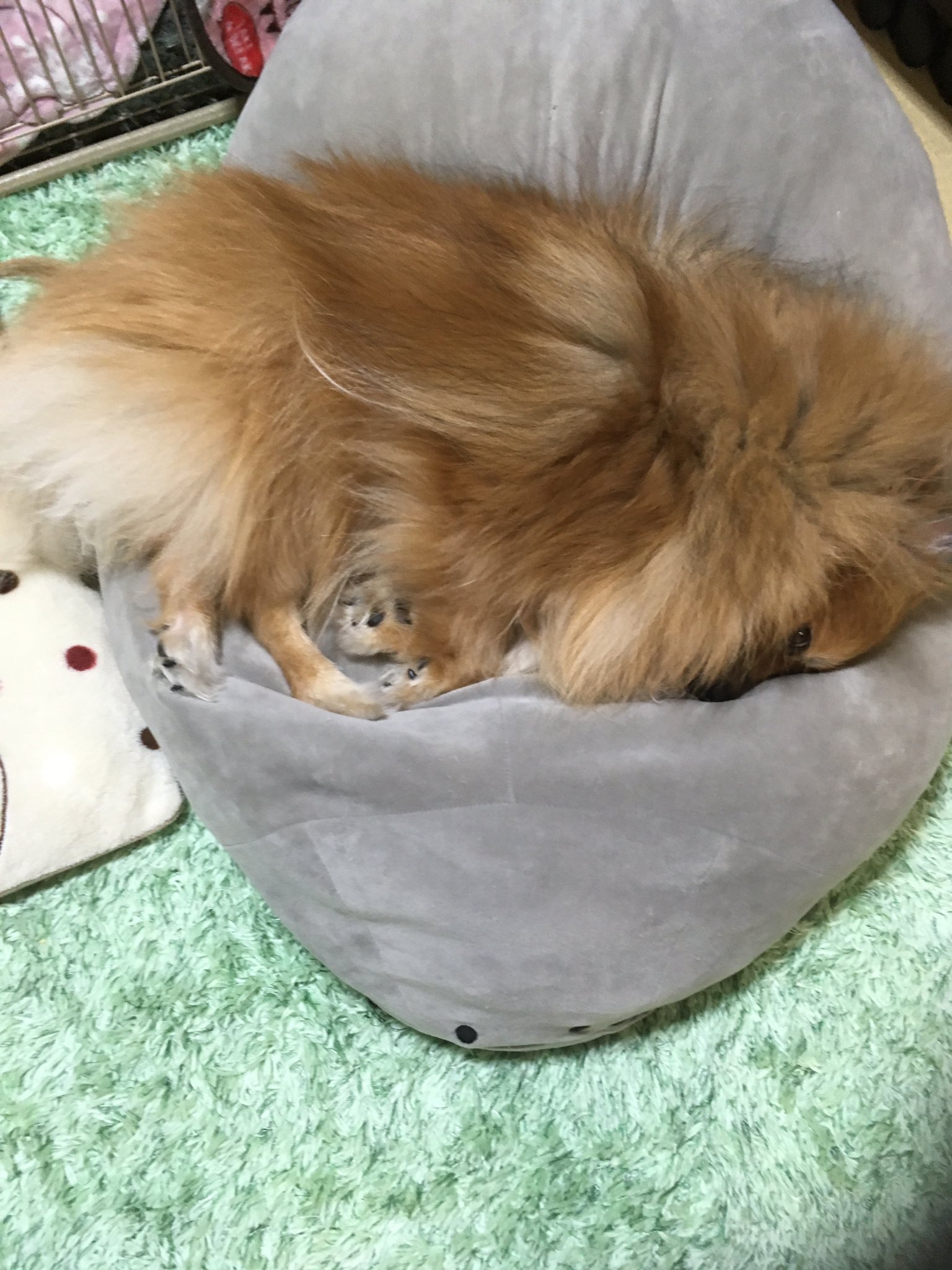 ウチの可愛いワンワンに癒されていきなよ Pjpcqph51p9zw4z Twitter