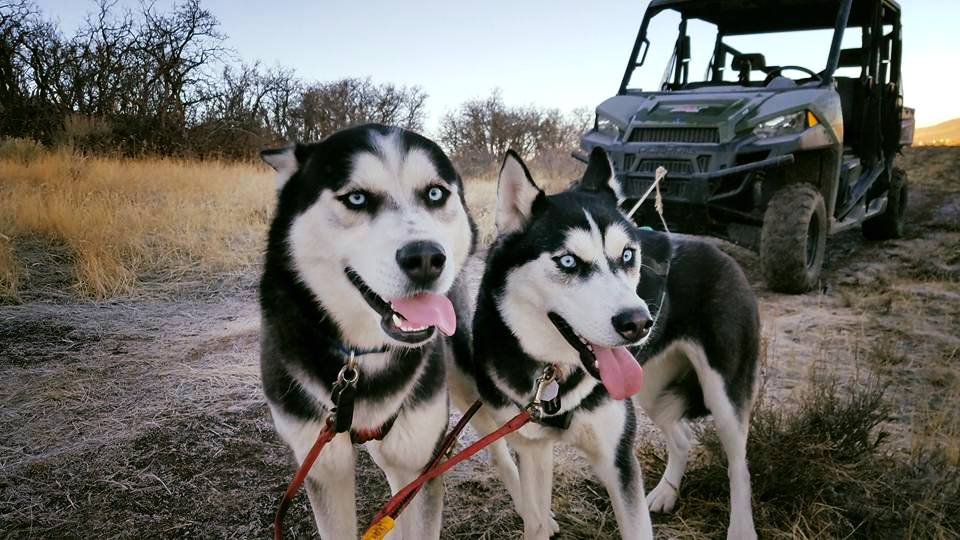 SledDogADay's tweet photo. Bruce Wayne from Fernando and Dana Ramirez's Rancho Luna Lobos is the Sled Dog of the Day! Bruce and Fernando competed in this year's Pedigree Stage Stop race in Wyoming and the World Championships, finishing in 12th place! https://t.co/RMRWlRNaZU https://t.co/6oXi8J7eJZ