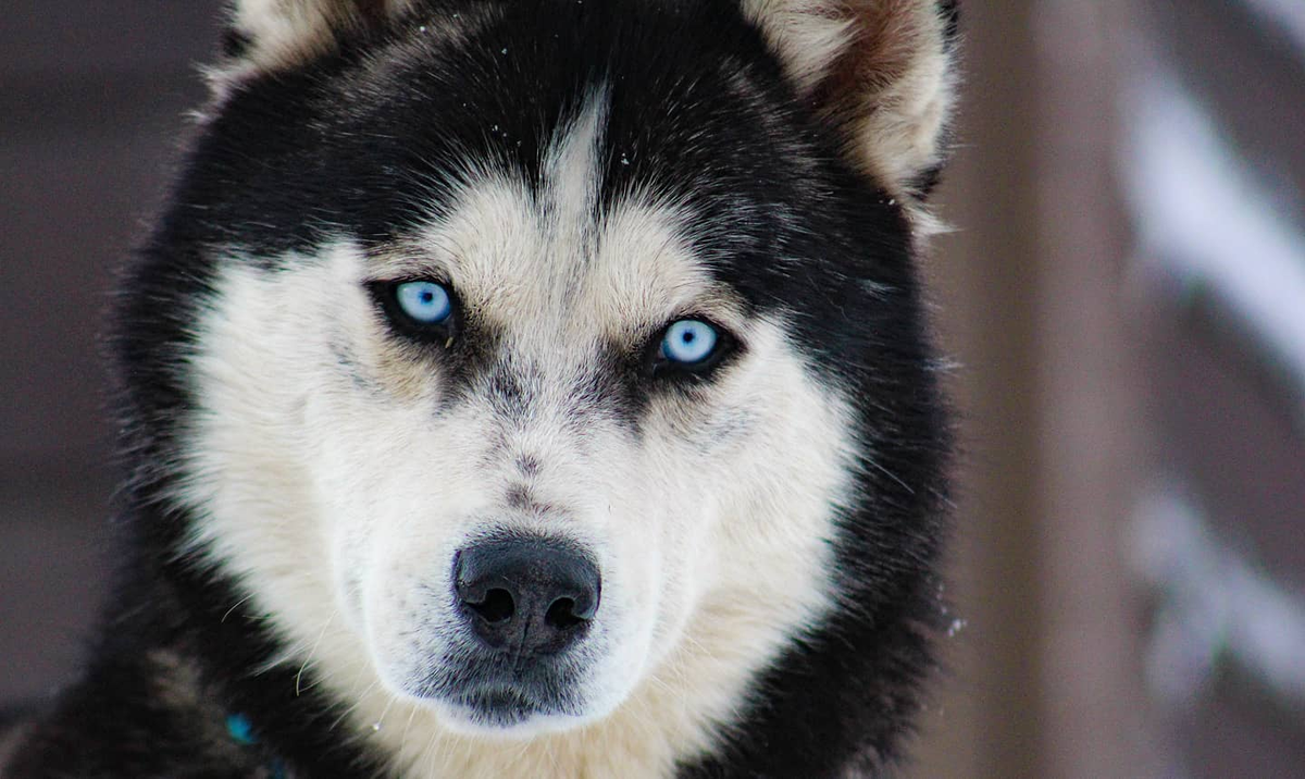 SledDogADay's tweet photo. Bruce Wayne from Fernando and Dana Ramirez's Rancho Luna Lobos is the Sled Dog of the Day! Bruce and Fernando competed in this year's Pedigree Stage Stop race in Wyoming and the World Championships, finishing in 12th place! https://t.co/RMRWlRNaZU https://t.co/6oXi8J7eJZ