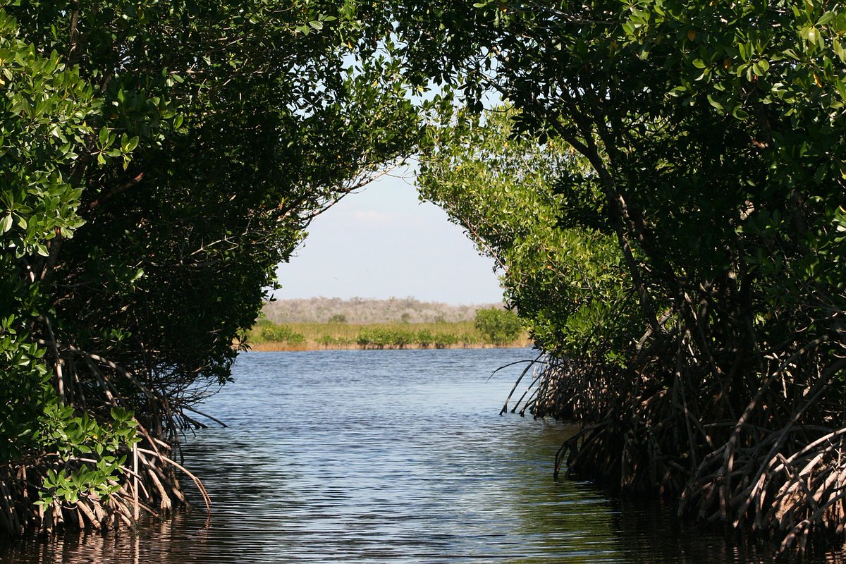 UNEP's tweet photo. Happy #MangroveDay!

Mangrove forests:
💚Are powerful #NatureBasedSolutions to the #ClimateCrisis
✅Shield communities from floods, hurricanes &amp; storms
⚠️Are under serious threat from the negative impacts of human activities like coastline development, aquaculture &amp; pollution https://t.co/ktrZZLSAIu