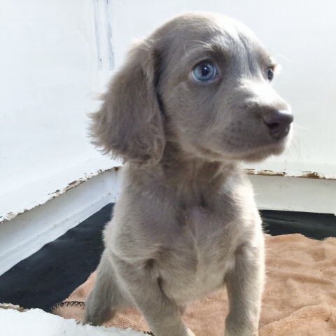 灰加 今ペットショップ行ってきたんだけど ワイマラナーの仔犬がいた ちょー珍しい ペットショップで見たのは初めて 灰加ひとりで大興奮でした めっちゃ綺麗な犬だよー 画像お借りしました T Co Vtsftgukta Twitter 灰加 今ペットショップ行ってきたんだけど ワイマラナーの仔犬がいた ちょー珍しい ペットショップで見たのは初めて 灰加ひとりで大興奮でした めっちゃ綺麗な犬だよー 画像お借りしました T Co Vtsftgukta Twitter