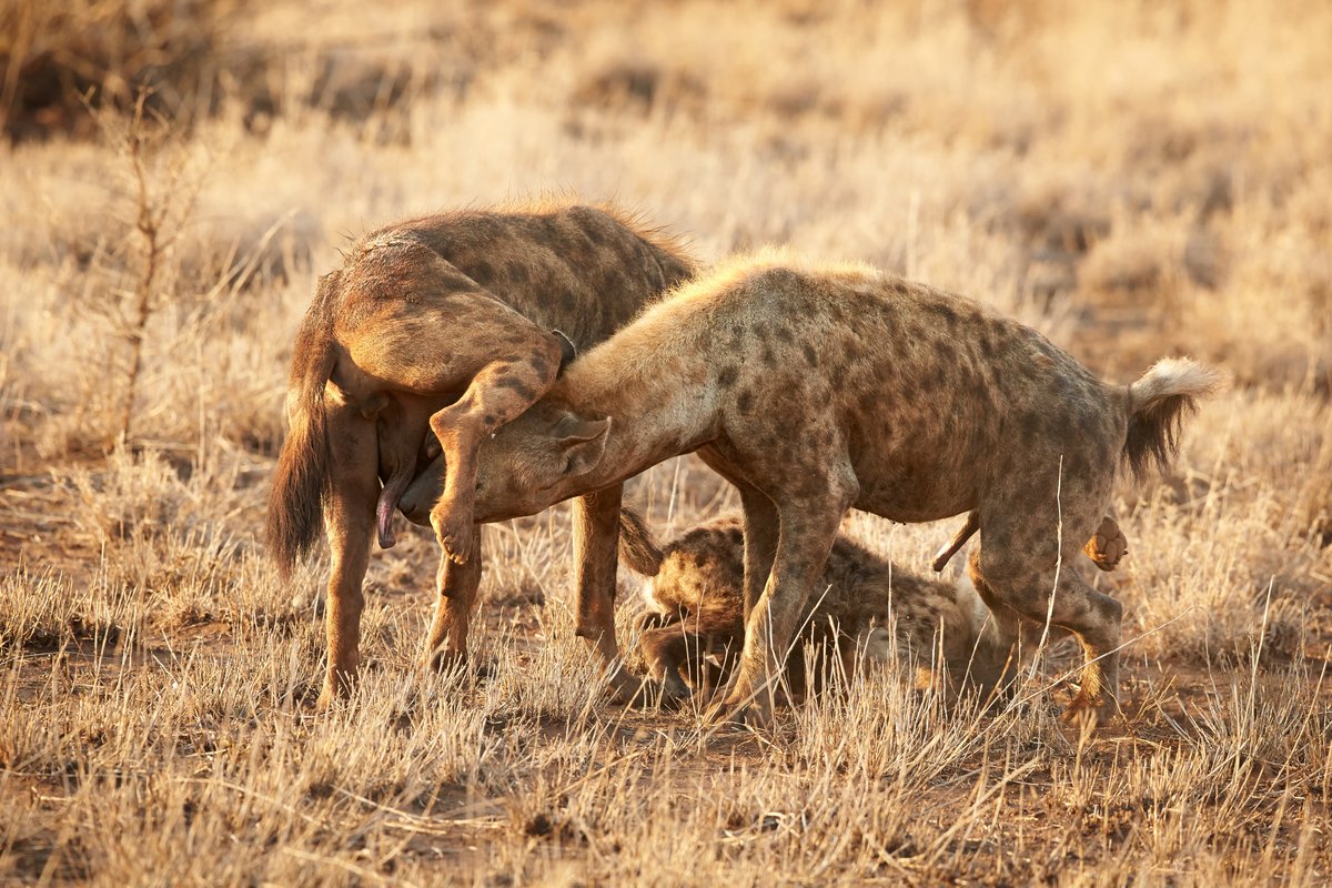 But that's not what you came for you came for dicks so fine you filthy animals I'll give you dicks.All you gotta do is tell me which of these hyenas is female.