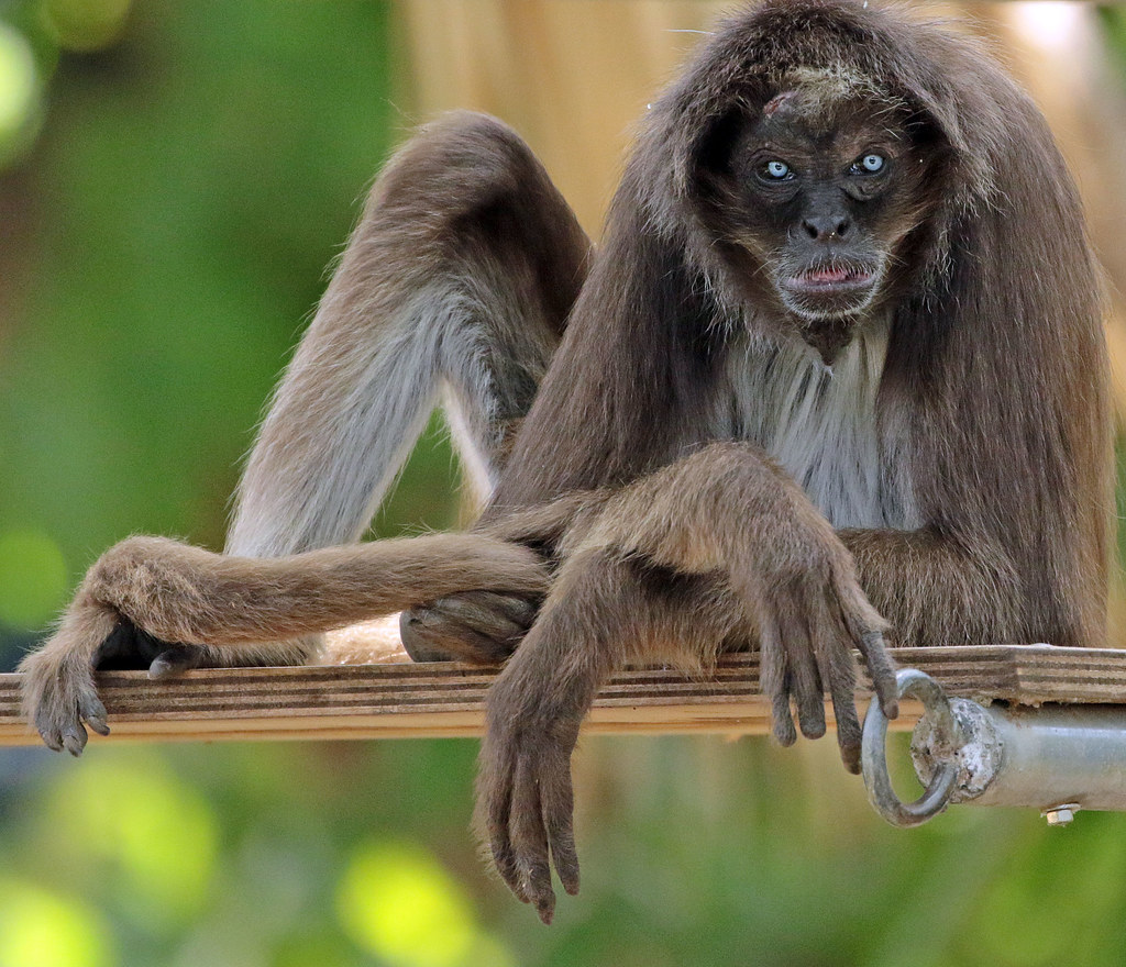 Variegated/brown spider monkey.