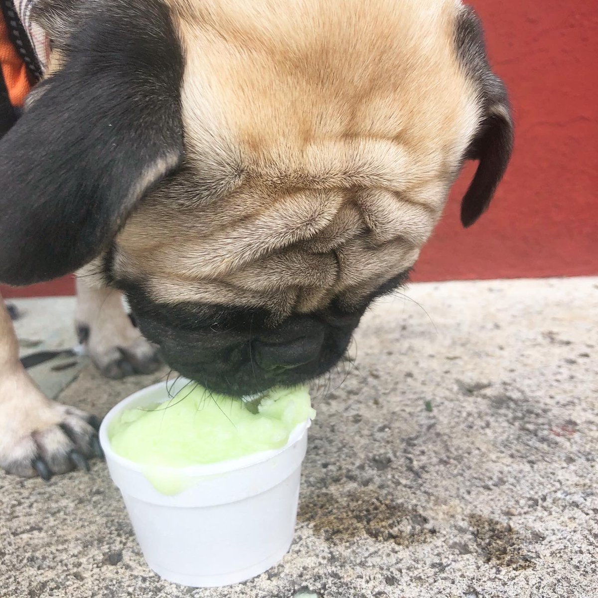 mateospug's tweet photo. I C E   C R E A M 🍦🍋 

#MateoThePug #3yearsold #fawnpug #pug #pugs #pugspot #pugsworld #carlino #puglife #puglove #cutepug #pugmania #puglover #pugsofmexico #pugsguanajuato #obssesedwithpugs #pugsproud #speakpug #worldofpugs #pugbasement #completelypug #pugsofinstagram https://t.co/PVeW3q8dHk