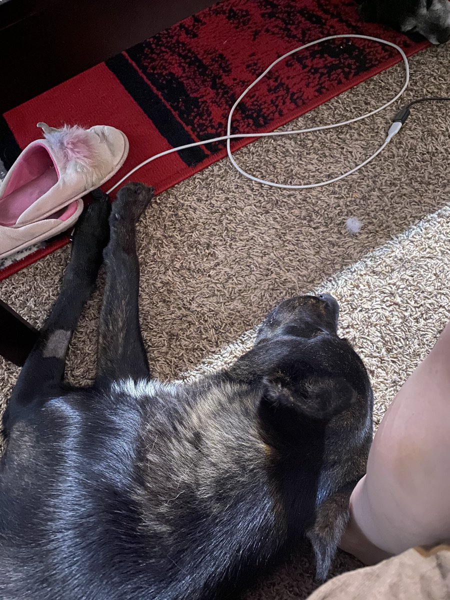 Exsanguinated17's tweet photo. Someone tell me what my issue is? I love dogs too much 😭. We now have a foster tripod named pretty girl (Zena to me and the #potentialone) she’ll be with us for two weeks while she heals from surgery. https://t.co/Wff9KRcgwS