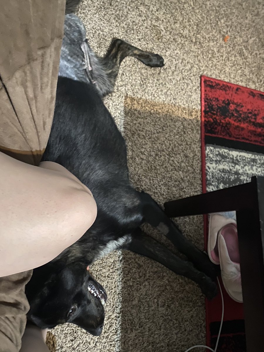 Exsanguinated17's tweet photo. Someone tell me what my issue is? I love dogs too much 😭. We now have a foster tripod named pretty girl (Zena to me and the #potentialone) she’ll be with us for two weeks while she heals from surgery. https://t.co/Wff9KRcgwS