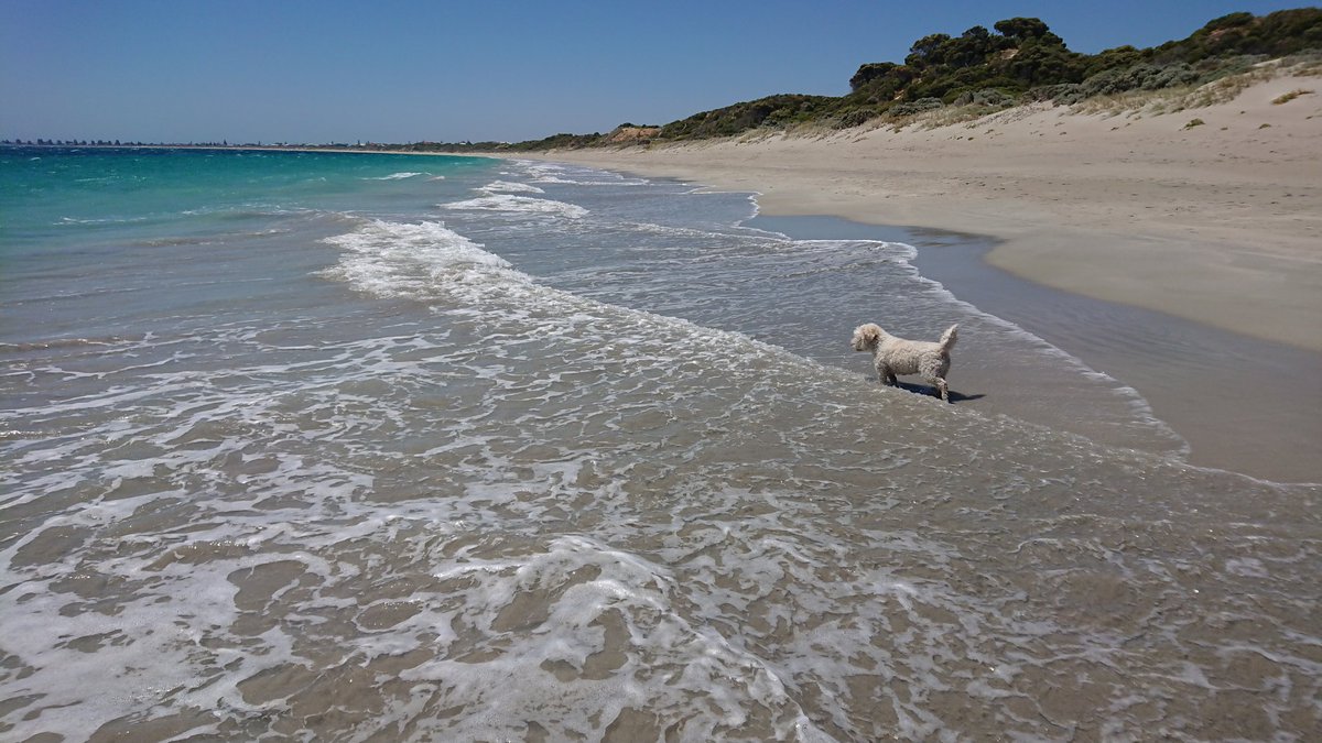 paulfenwick's tweet photo. Early morning walk with the pooch...after the overnight rain.
Tad cold on the toes...#warnbrobeach #dogsoftwitter https://t.co/gs859wGUwp