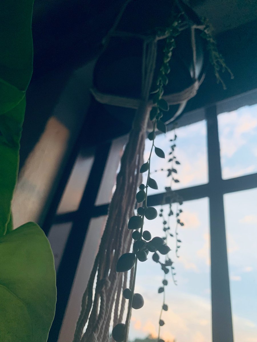 sydrea94's tweet image. Growth in just a couple weeks...so proud. #birdofparadise #stringofpearls #plantmom