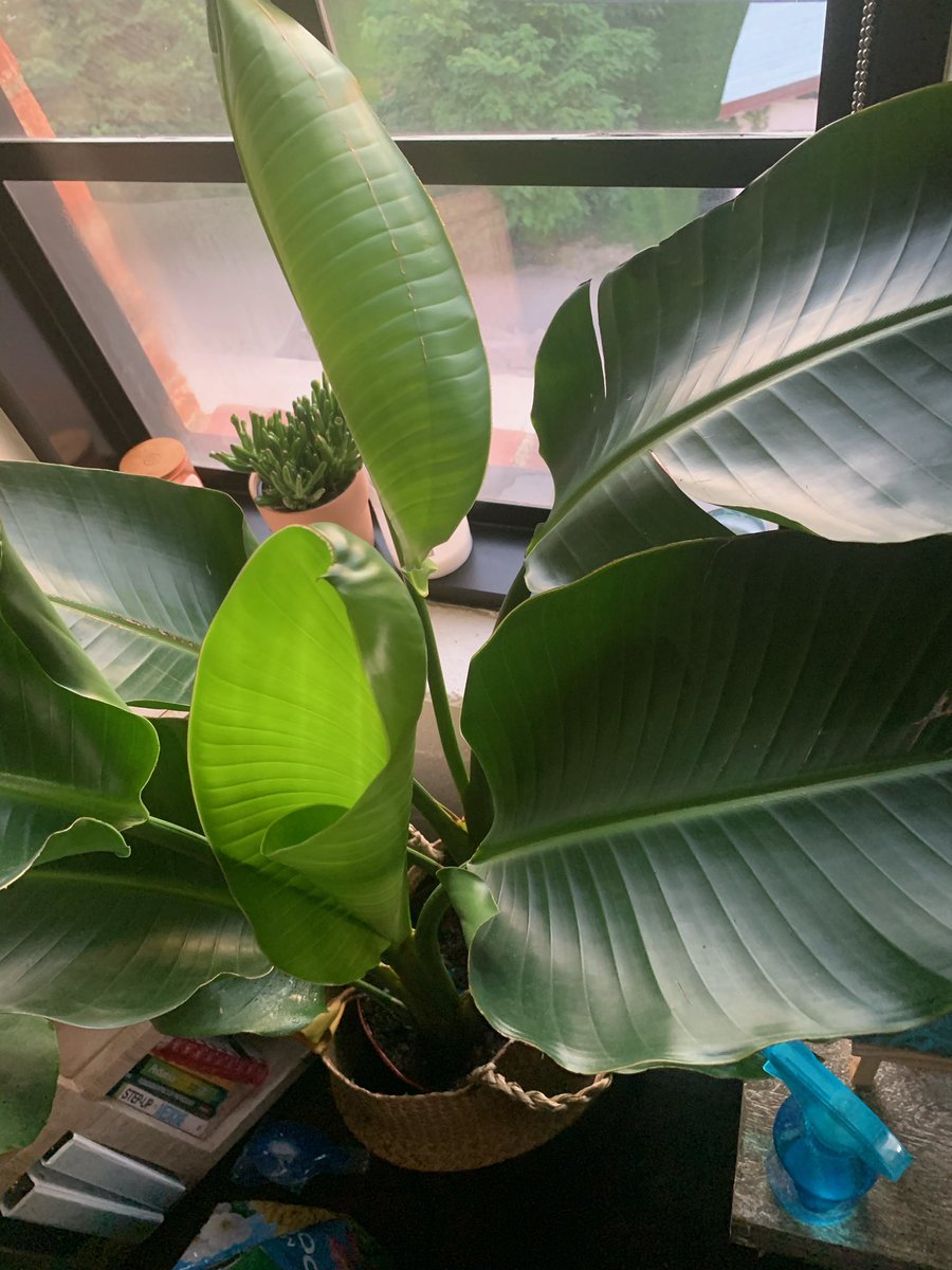 sydrea94's tweet image. Growth in just a couple weeks...so proud. #birdofparadise #stringofpearls #plantmom