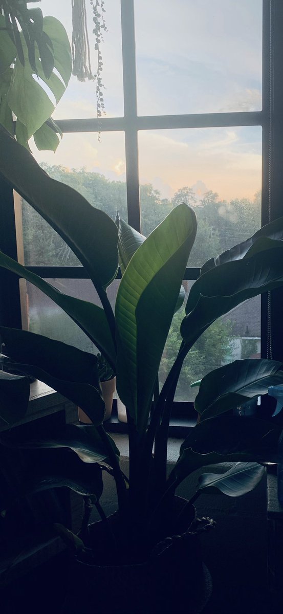 sydrea94's tweet image. Growth in just a couple weeks...so proud. #birdofparadise #stringofpearls #plantmom