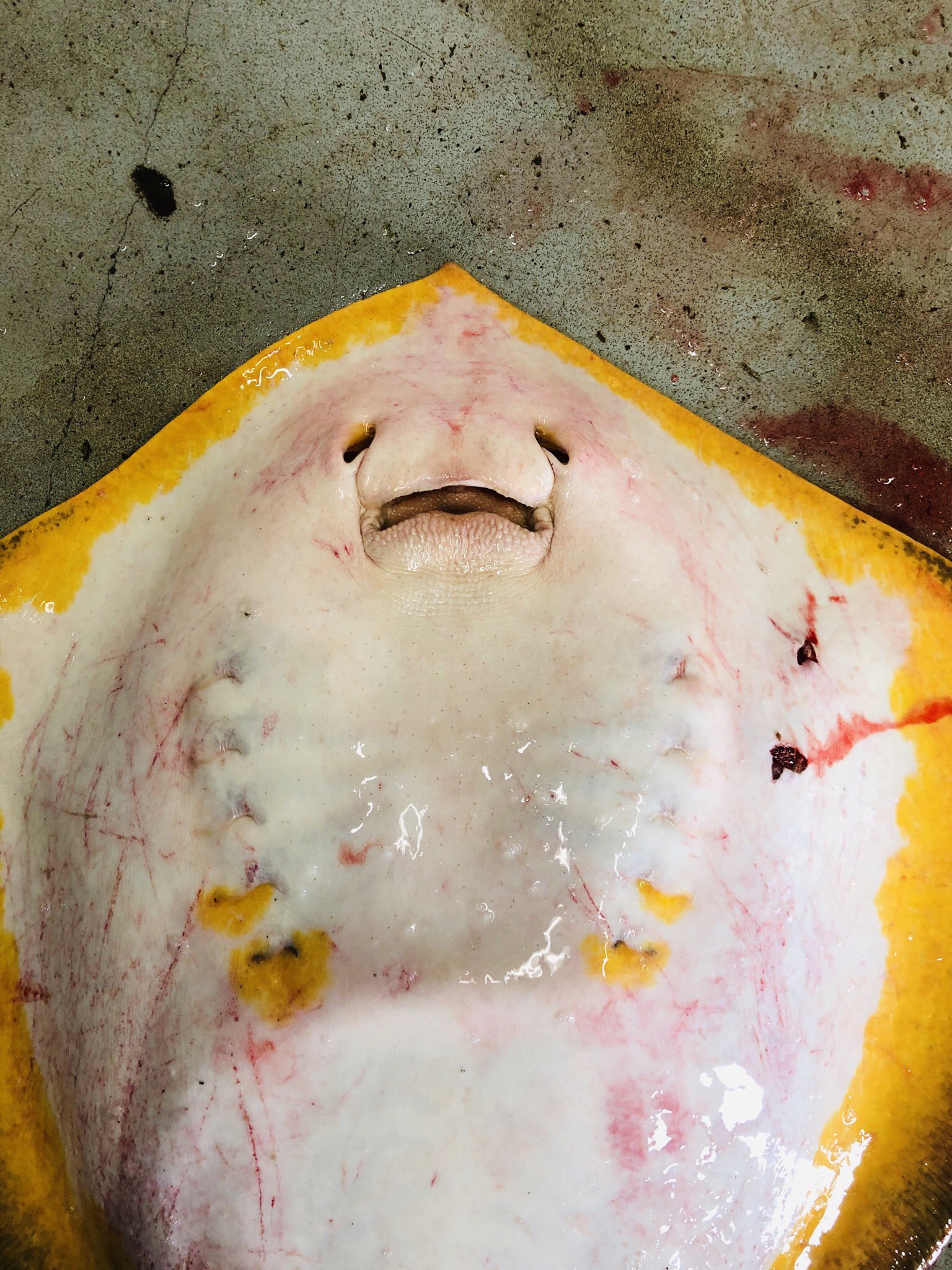 活魚介の振興商事 7 5kgの エイ が入荷 では無くて社員が釣ってきました 余ってる生簀で1日泳がせた後捌いて希望した社員で分けました 美味しかったようです エイの肝 は レバ刺し の様に食べられるそうです 今回試せなかったので次回は是非