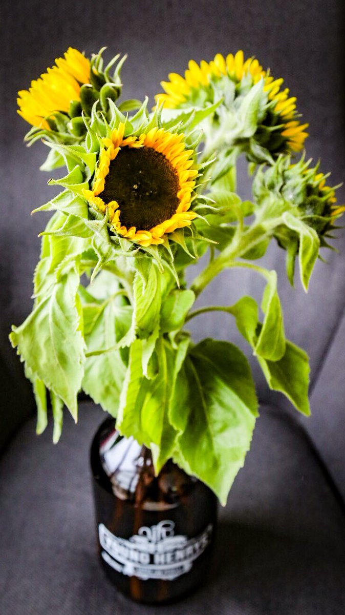 craftbeerlovin's tweet photo. Beer art. Repurposing the growler 🍻🌻✨ @BondiFarmers Market @YoungHenrys #craftbeer #BondiBeach https://t.co/COElP0ZBXz