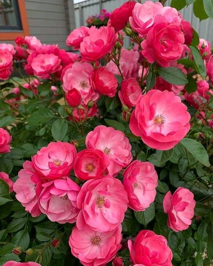 Mirella 🇨🇱Vásquez Ullo tweet media