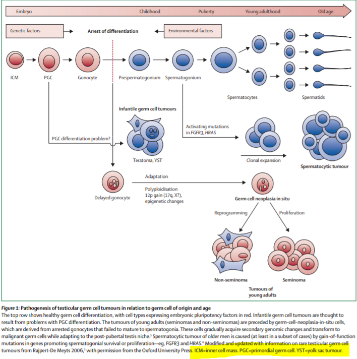 A dynamic epigenetic modification occurs in testicular tumour cells which are clearly distinct from a somatic cell.
Epigenetic modification explains the pathogenesis and can serve as a biomarker in the diagnosis of TGCT.
doi:10.1016/s0140-6736(15)00991-5