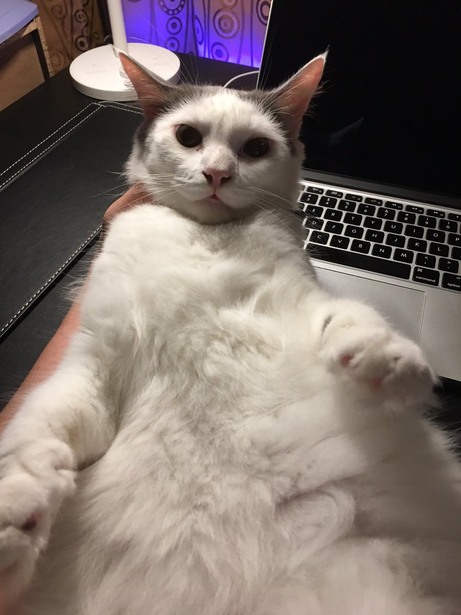 omarqe's tweet photo. Antara benda penting bagi seseorang developer adalah stress management. Bila kita cuba untuk figure out kenapa code tak jadi-jadi, stres betul beb.

Bagaimana anda handle stress? Kalau aku, aku akan kacau dia ni 👇🏻😝 https://t.co/OuRwPkyhrK
