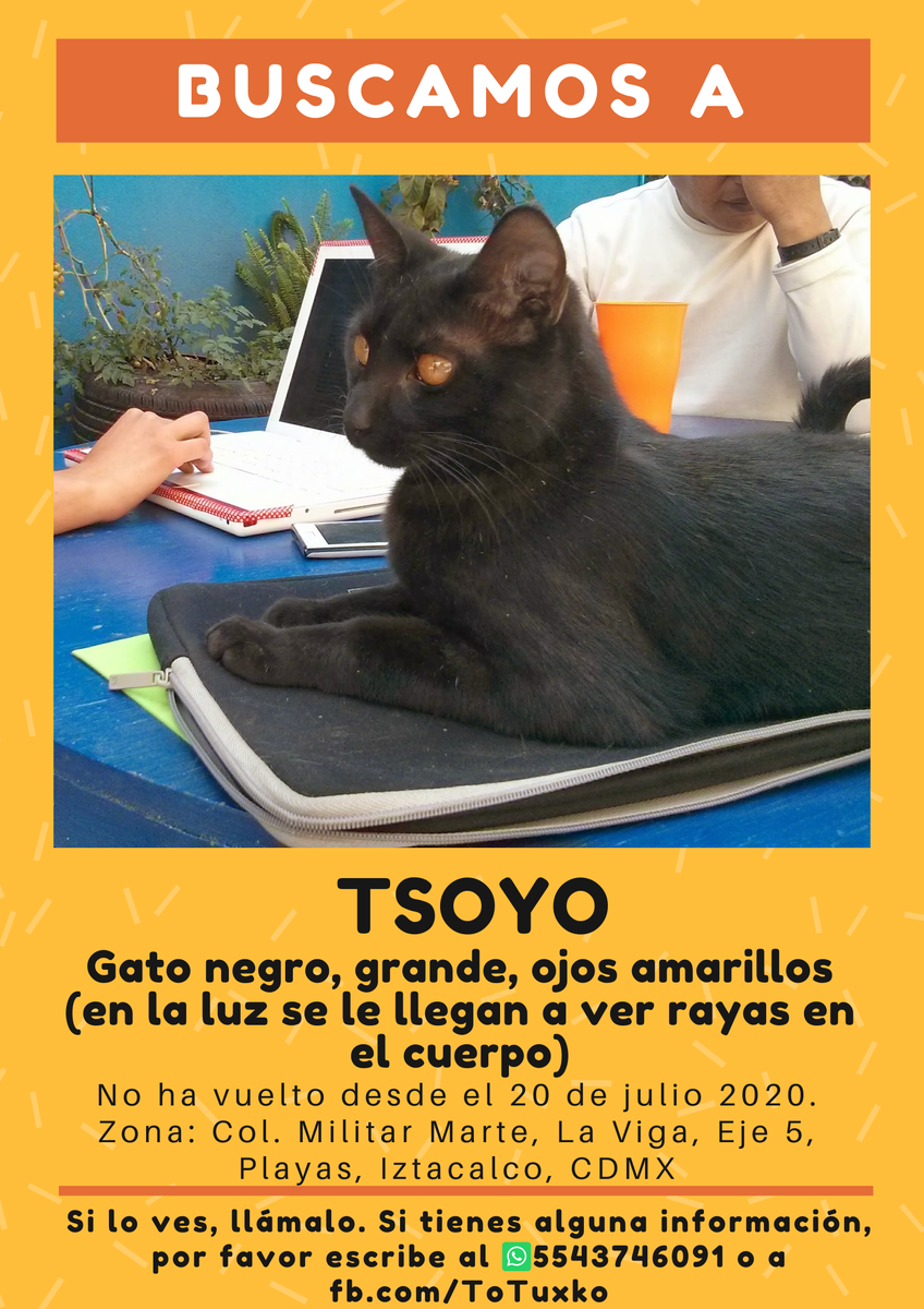Yano_'s tweet photo. ¿Se acuerdan de cuando hace 7años un gatito bebé nos encontró a @yuyulutsin y a mí? Tsoyo no vuelve desde el lunes 😭 
Col. Militar Marte, @IztacalcoAl
#CDMX 
#ayuda
@MascotasSismo 
@lostanimalsdf 
@animalitoscdmx 
@RescateAnimal 
@_AnimalHeroes_ 
@Extraviados_ddf 
@GatitosCdmx https://t.co/9aTJ92raqD