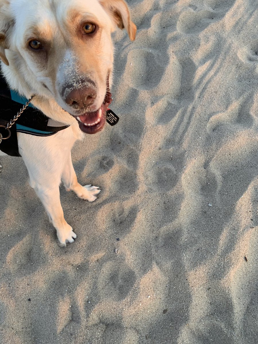 hite_amanda's tweet photo. Sandy toes, sandy nose? 🤷🏼‍♀️🥺 https://t.co/LH1ztIJVq1