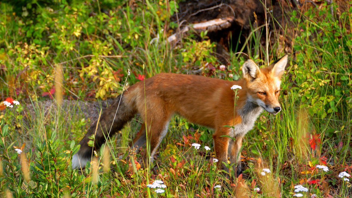 AltYelloNatPark's tweet photo. Today in 

Somebody somewhere needs flowers 

And a fox https://t.co/4jmvCaluEV