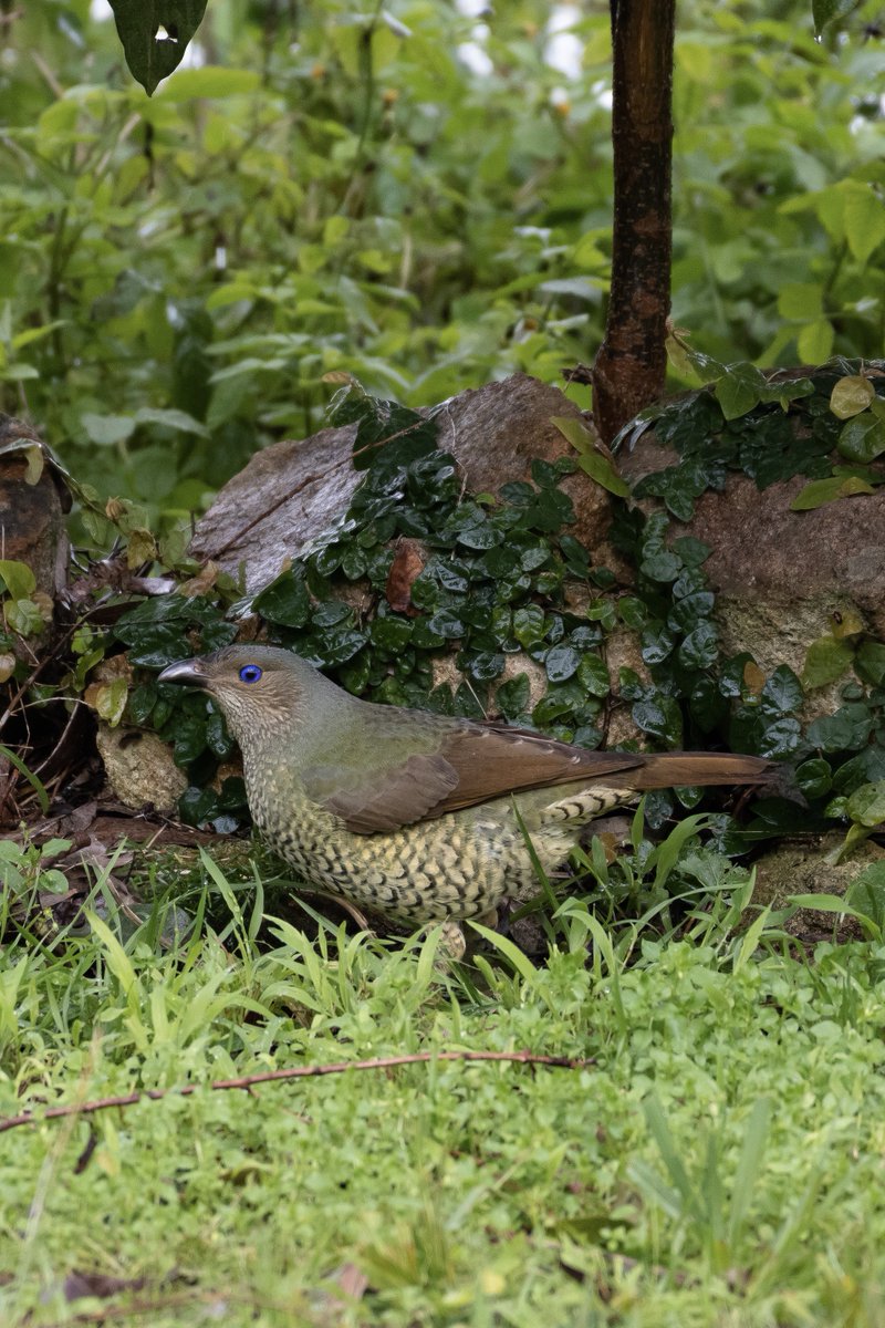 davidmcomau's tweet photo. Satin Bowerbird found the perfect little spot to shelter from the rain https://t.co/CvgyY4YLAJ