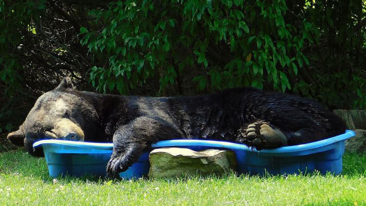 fox12oregon's tweet photo. Huge black bear spotted relaxing in a pool is one big summer mood https://t.co/vUEXhPWleT https://t.co/68T33c2MBQ