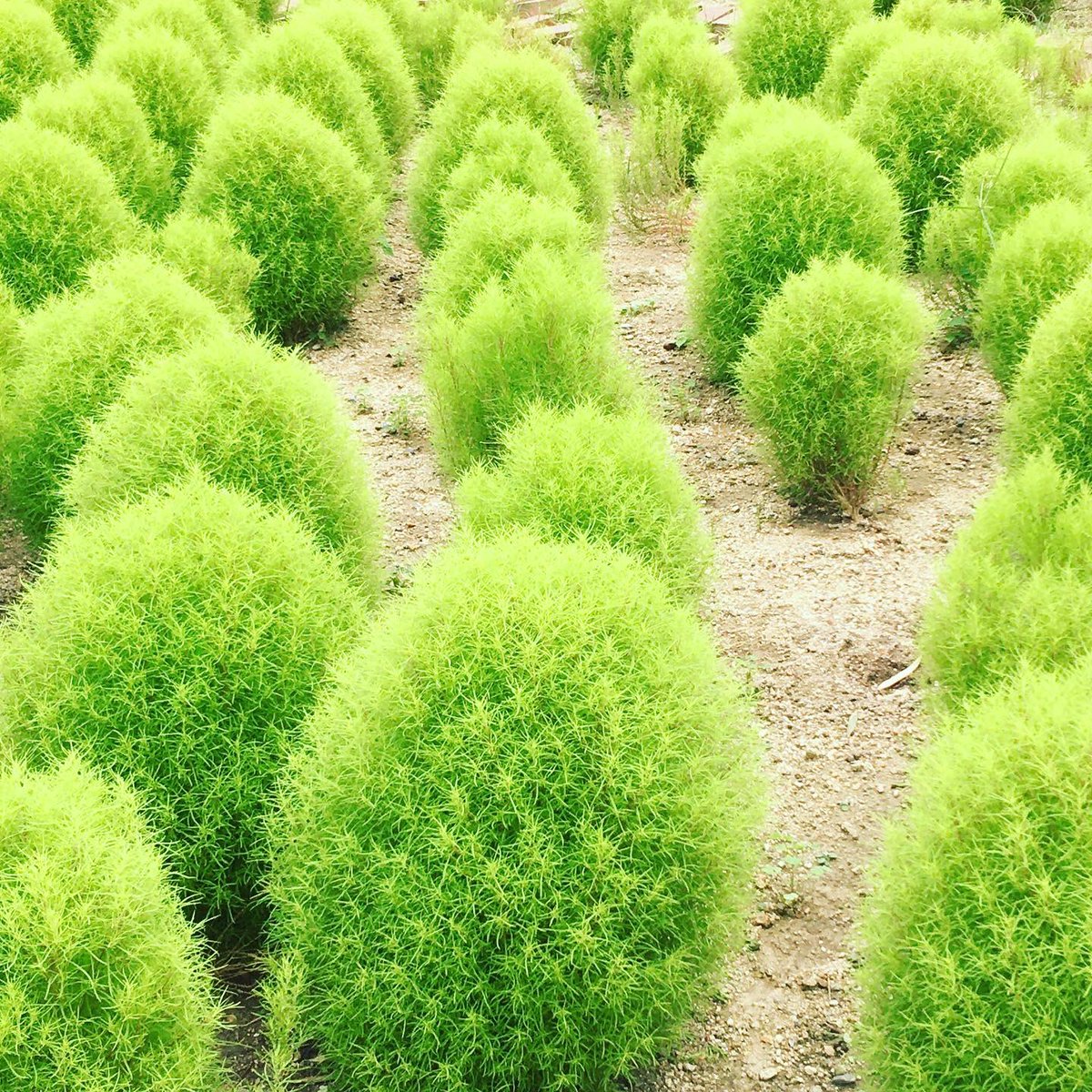 UnionHeart's tweet photo. 雨の隙間に勉強がてら植物園に行ってきました♫
場所は大阪府豊中市にあります『服部緑地植物園』です(*´꒳`*)
見たことない花や樹木がたくさんあってテンションあがりました♫
係の方やお客さんとお話してアドバイスをもらい、とても有意義な時間で楽しかったです♫
また行きますね(o^^o) https://t.co/t1DjnBf76t