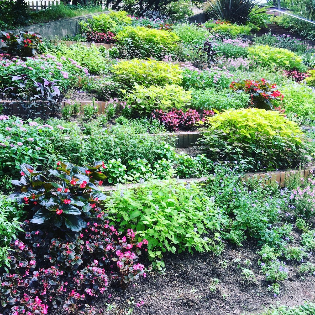 UnionHeart's tweet photo. 雨の隙間に勉強がてら植物園に行ってきました♫
場所は大阪府豊中市にあります『服部緑地植物園』です(*´꒳`*)
見たことない花や樹木がたくさんあってテンションあがりました♫
係の方やお客さんとお話してアドバイスをもらい、とても有意義な時間で楽しかったです♫
また行きますね(o^^o) https://t.co/t1DjnBf76t
