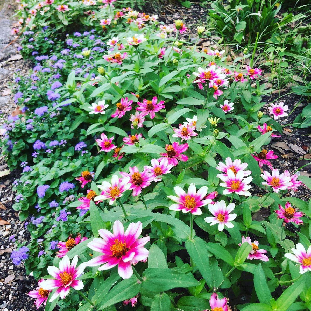 UnionHeart's tweet photo. 雨の隙間に勉強がてら植物園に行ってきました♫
場所は大阪府豊中市にあります『服部緑地植物園』です(*´꒳`*)
見たことない花や樹木がたくさんあってテンションあがりました♫
係の方やお客さんとお話してアドバイスをもらい、とても有意義な時間で楽しかったです♫
また行きますね(o^^o) https://t.co/t1DjnBf76t