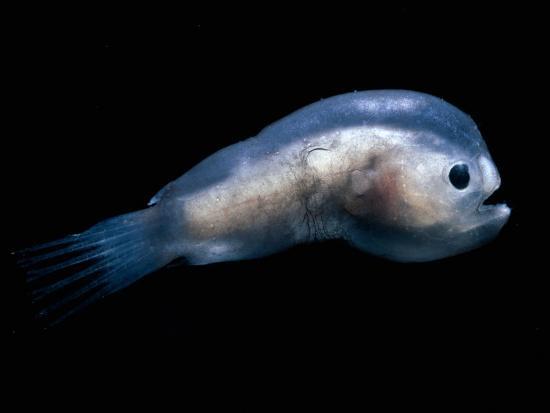 We found this out the hard way, too, because the deep sea is fucking mysterious and terrifying. We couldn't find out why ALL OF THE ANGLERFISH WE COULD FIND WERE FEMALE.And the answer is, because male anglerfish are in the running for smallest vertebrate.Female, and male: