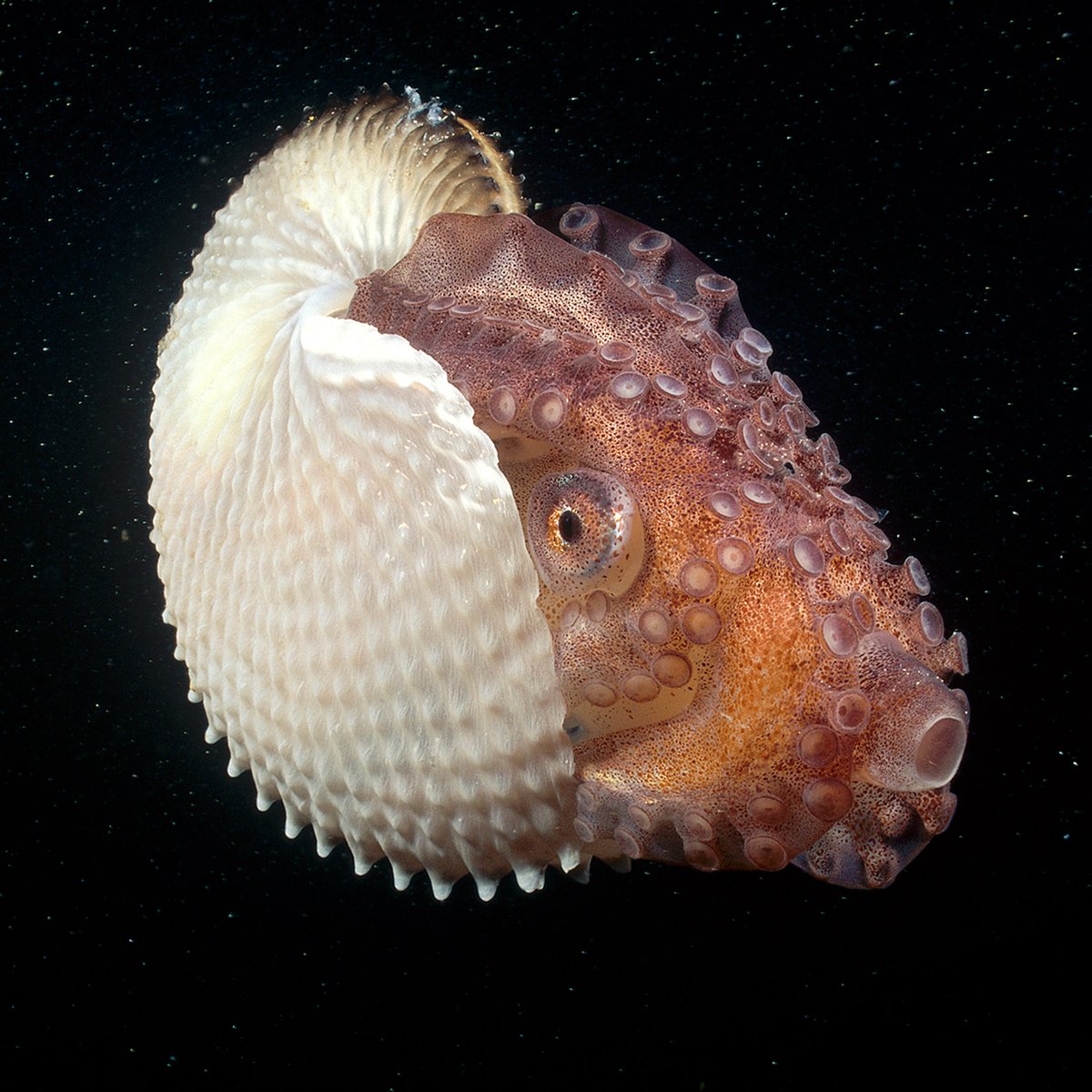 Staying in the deep sea, let's talk about... huh, now that I think about it, almost exactly the opposite.Here is the Argonaut, or Paper Nautillus. Cute, right? As much as anything in the deep sea is cute.That's its mouth and butthole, mid-frame.(Photo: Fred Bavendam)