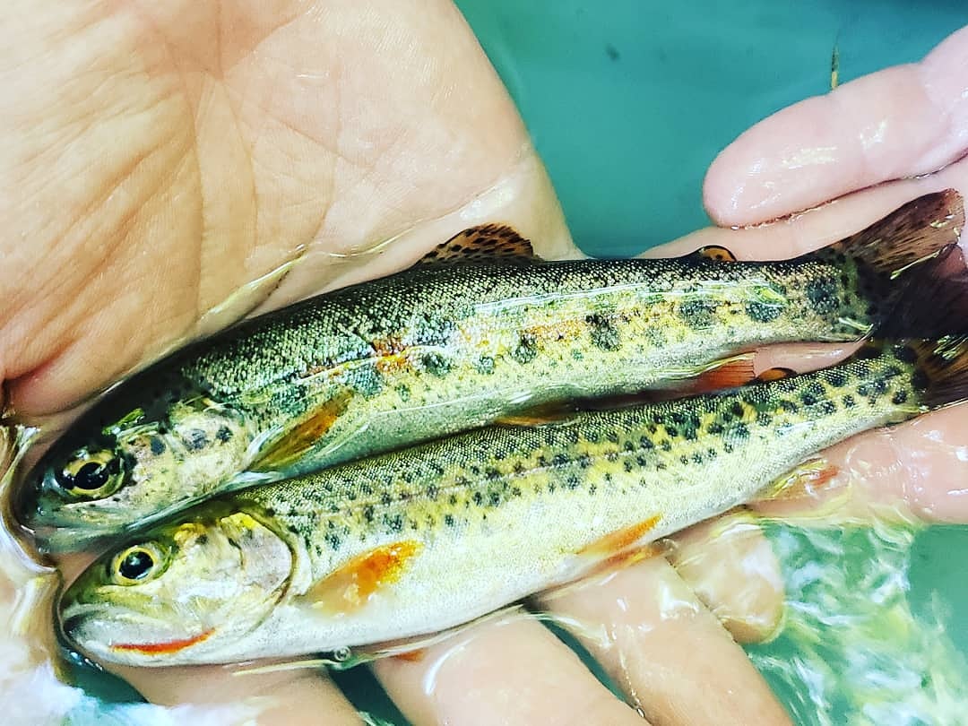 CoastalCutthro1's tweet photo. Epic days with @WDFW #Willapa Bay stock assessment crew describing age, genetics, and life history of #anadromous #trout. This info is overdue but better late than never given changing climate and increased fishing effort. https://t.co/tUkno1xCaZ