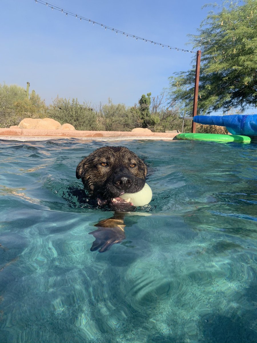 TPDK9Tango's tweet photo. @ofc_pedersen Pool party. Thanks for the invite. https://t.co/WPJhALW9Pu