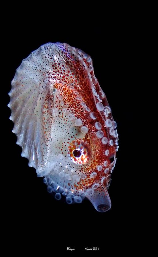 See, the Argonaut still has a size disparity - the female is about 8x the size of the male, and 600x the weight - but the male still has shit to do. No time to wait!So instead of a penis, it has a hectocotylus.Which is a fancy word,For dismembered cock arm.Reggie Casia