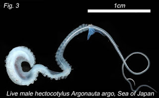 Here it is, in all its glory. The male will fill an arm with sperm, present it to the female, and then BREAK IT OFF OF THEIR BODY while it goes on to LODGE ITSELF IN A HOLE IN HER FUCKING HEAD.The first time we found it, WE THOUGHT IT WAS A PARASITIC WORM AND GAVE IT A NAME.