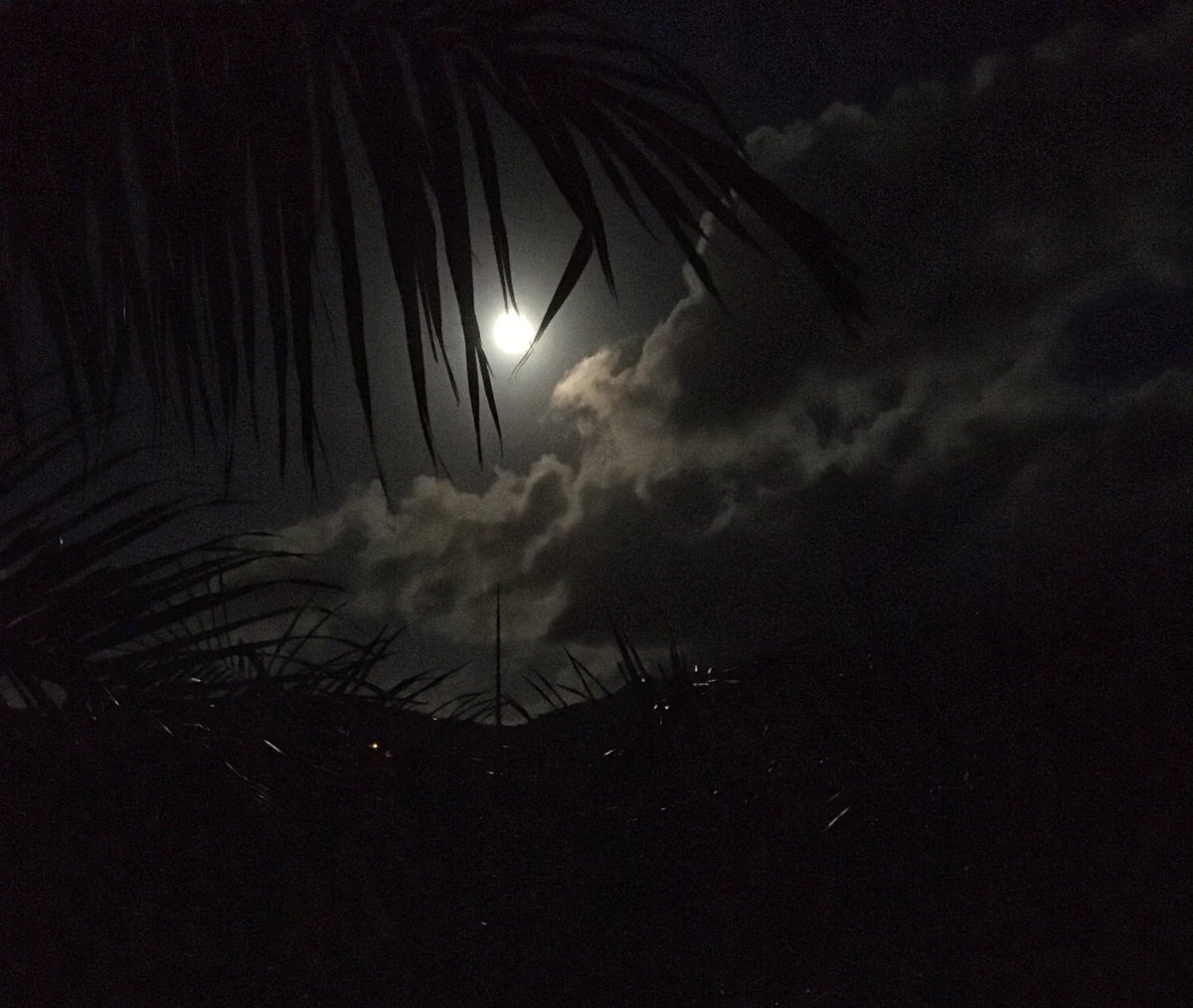 gio_aus's tweet photo. my new album DEAD CYPRESS

COMING OUT SOON ✨ https://t.co/jEXYXeSNPC