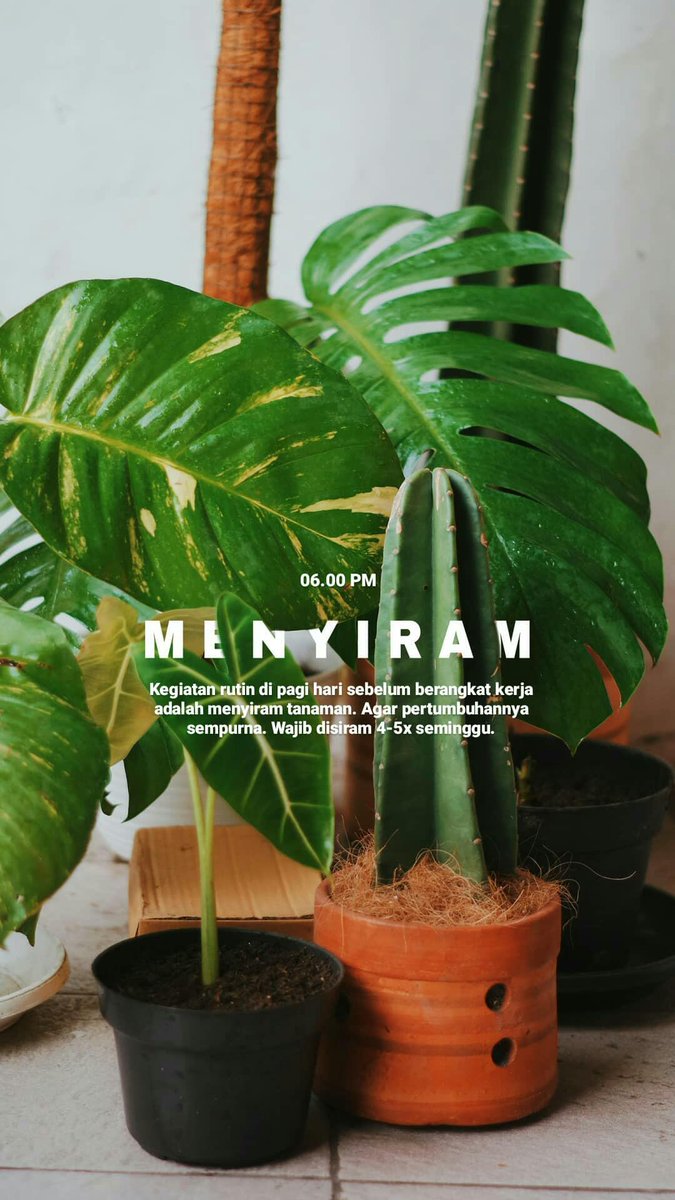 akutama_'s tweet photo. Sekarang ada hobi baru tiap pagi yaitu menyiram tanaman. Cukup menambah aura positif jg ya dirumah. #plantingathome #plantsmakepeoplehappy https://t.co/GKEQiOYudv